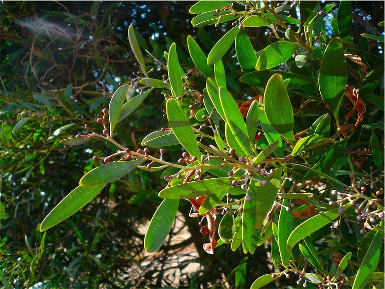Acacia cfr. melanoxylon